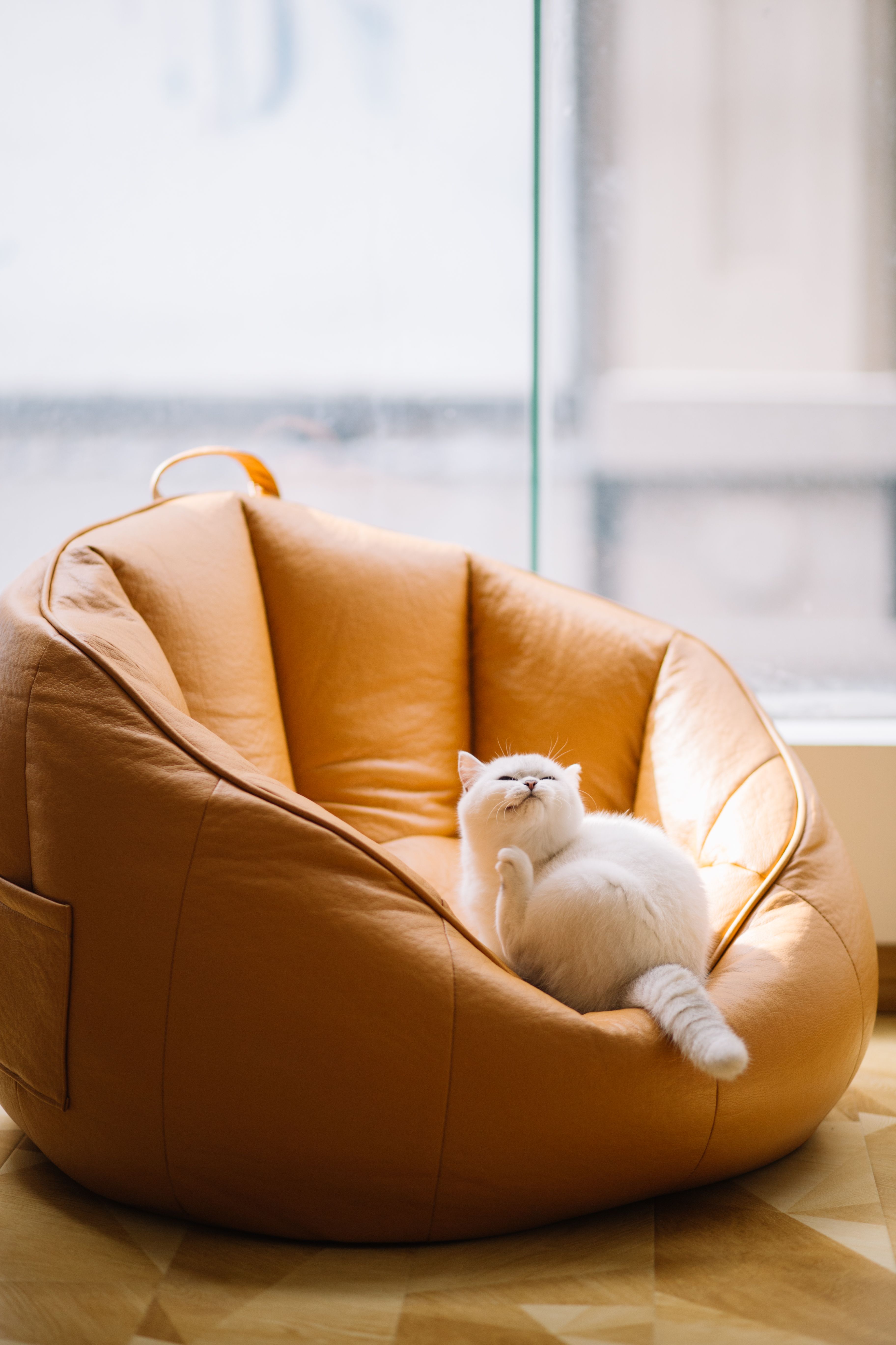 Cuánto cuesta tener un gato al mes: presupuesto real (2026)