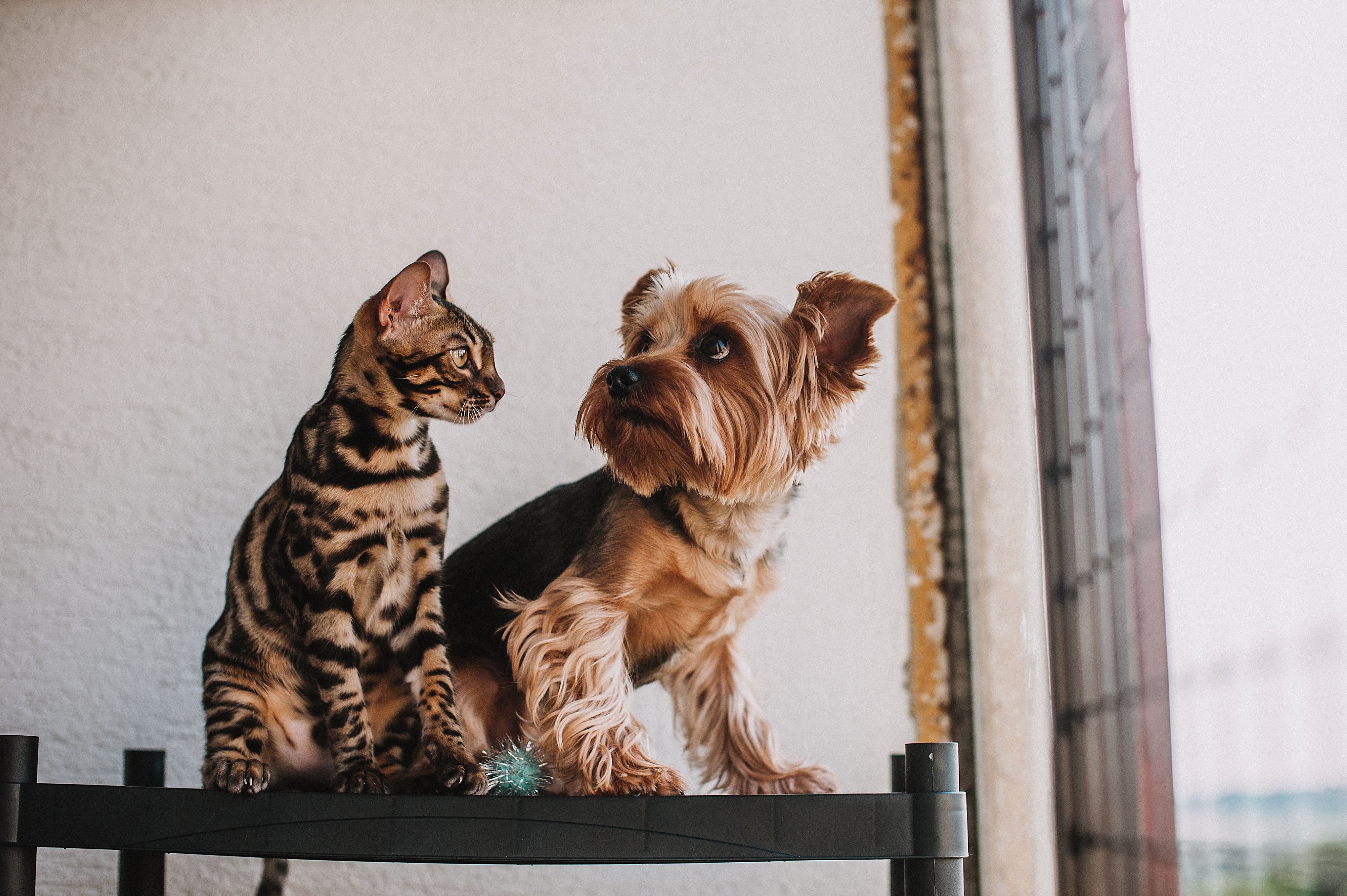 Ley de Bienestar Animal: lo que cambia de verdad para dueños de perros y gatos