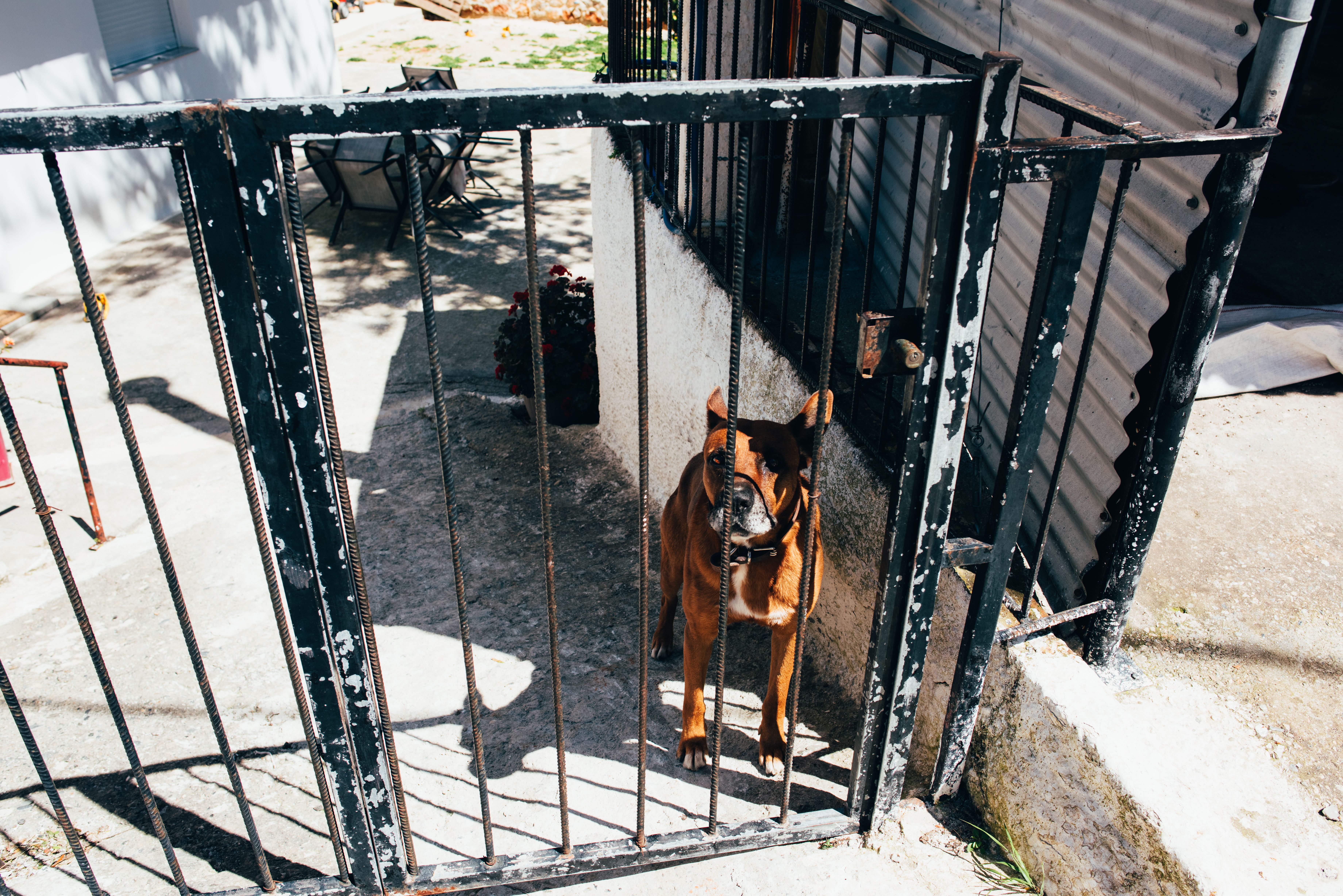 Licencia para perro potencialmente peligroso (PPP): el trámite paso a paso