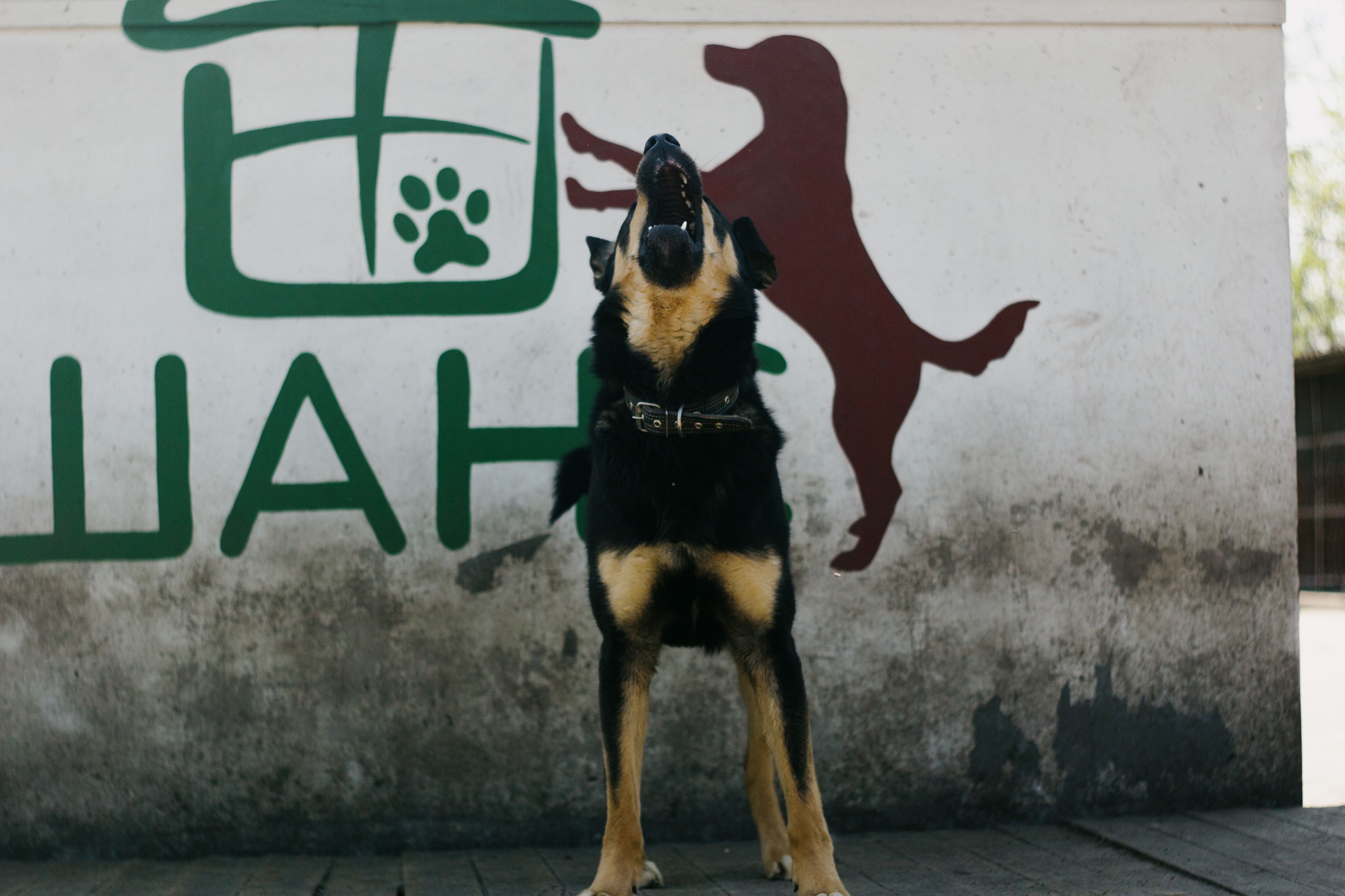Mi perro ha mordido a alguien: qué hacer, y qué pasa si no tienes seguro
