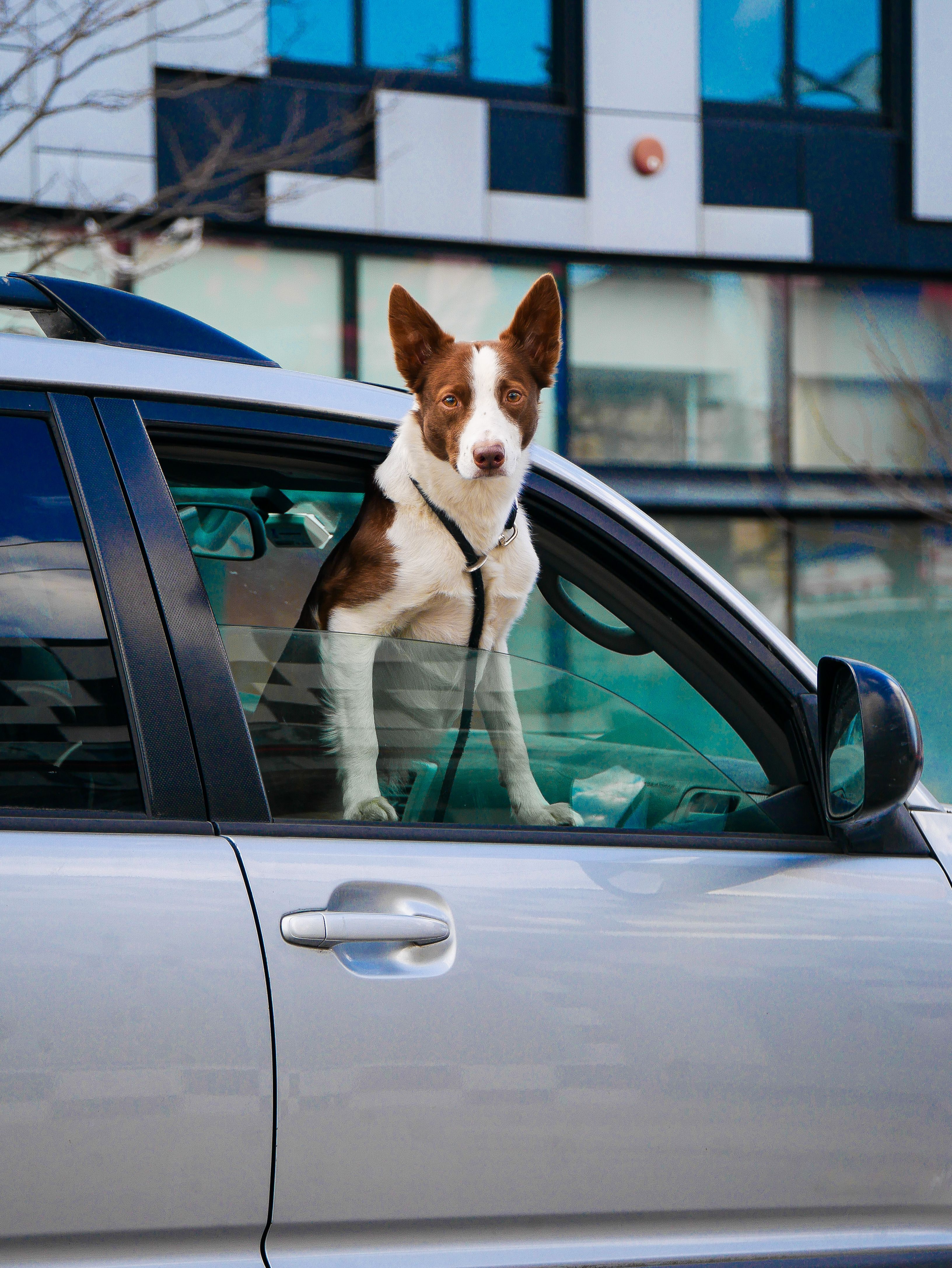 Cómo llevar a tu mascota en el coche: normativa DGT y sistemas de sujeción