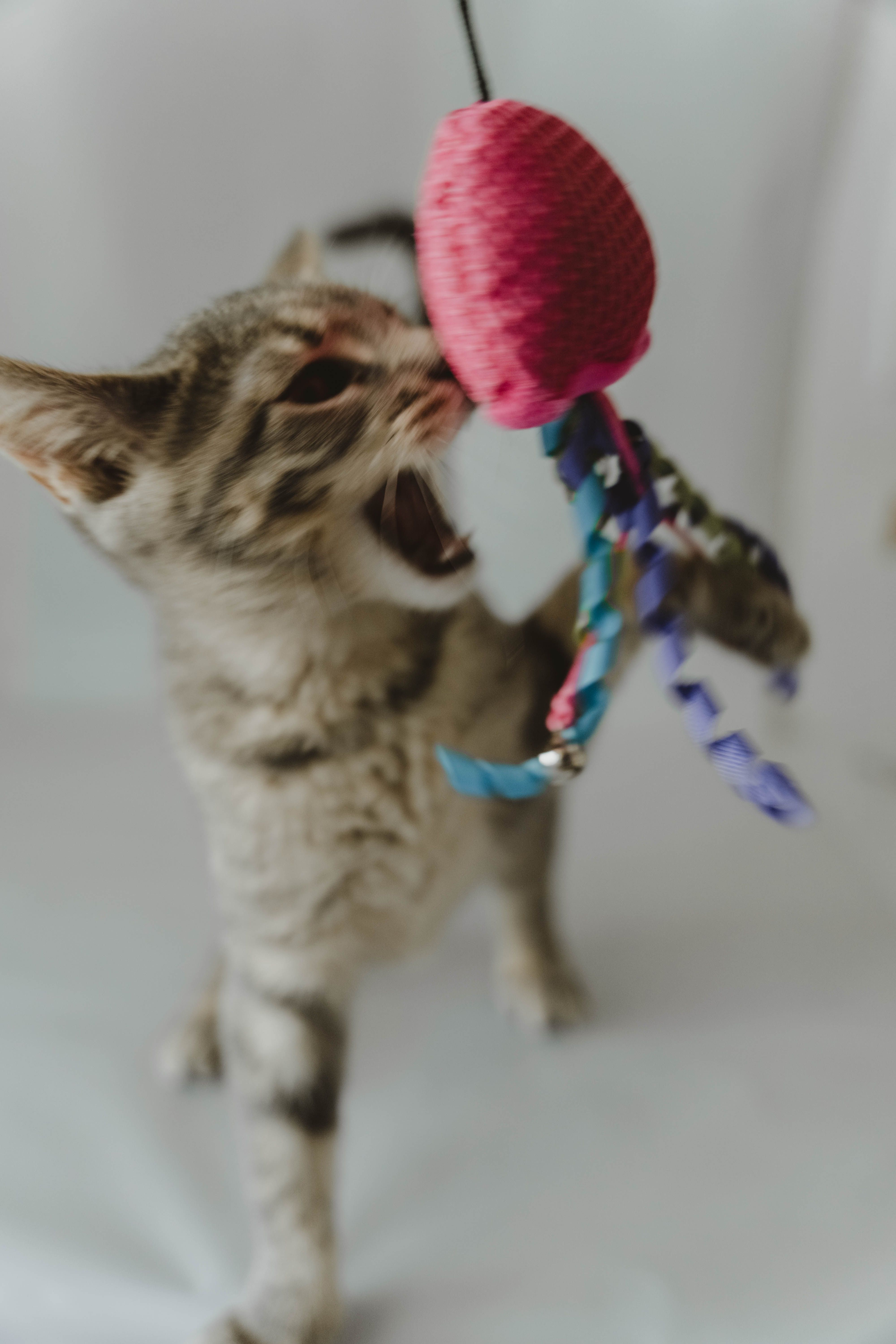 Primeros días con tu gatito: la lista de accesorios que de verdad necesitas