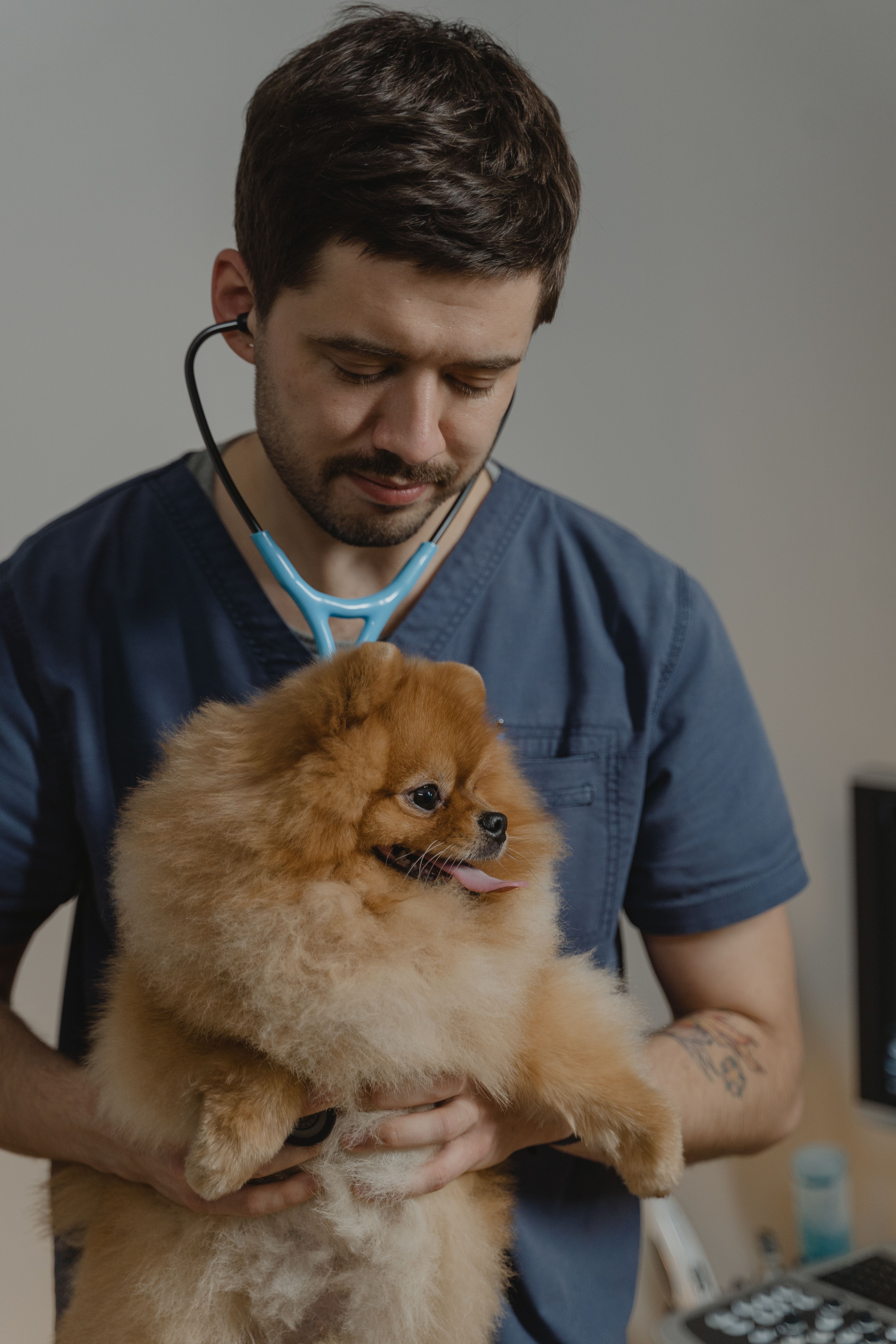 Responsabilidad civil vs seguro veterinario: diferencias y cuál necesitas