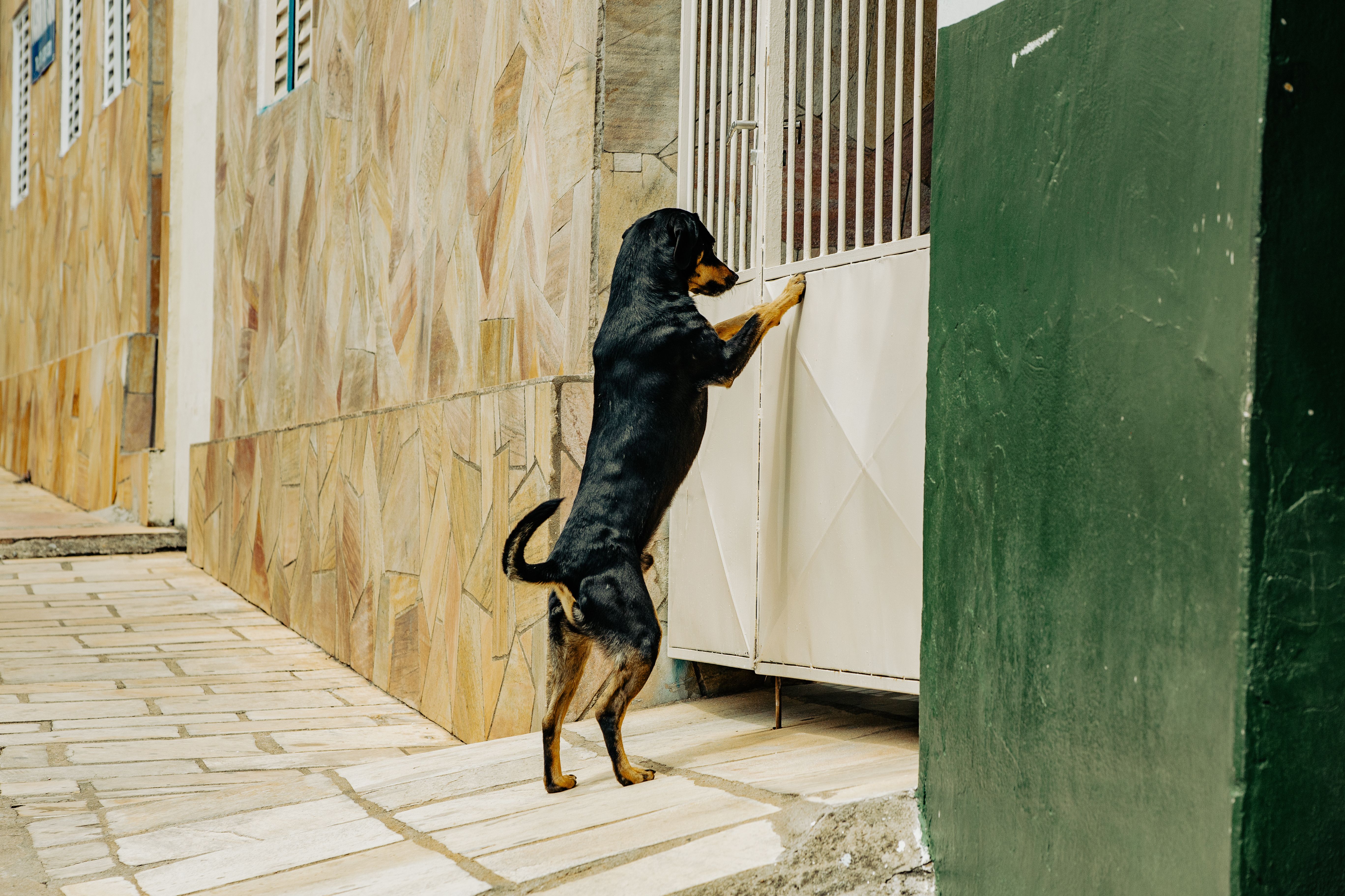 Seguro de responsabilidad civil para perros: coberturas y precios orientativos (2026)