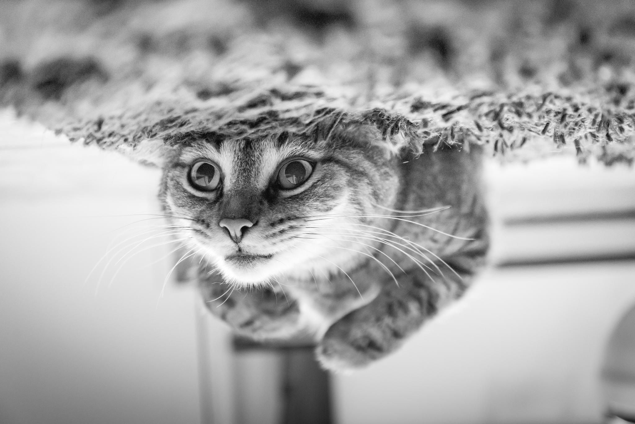 Seguro para gatos: ¿merece la pena aunque no sea obligatorio?