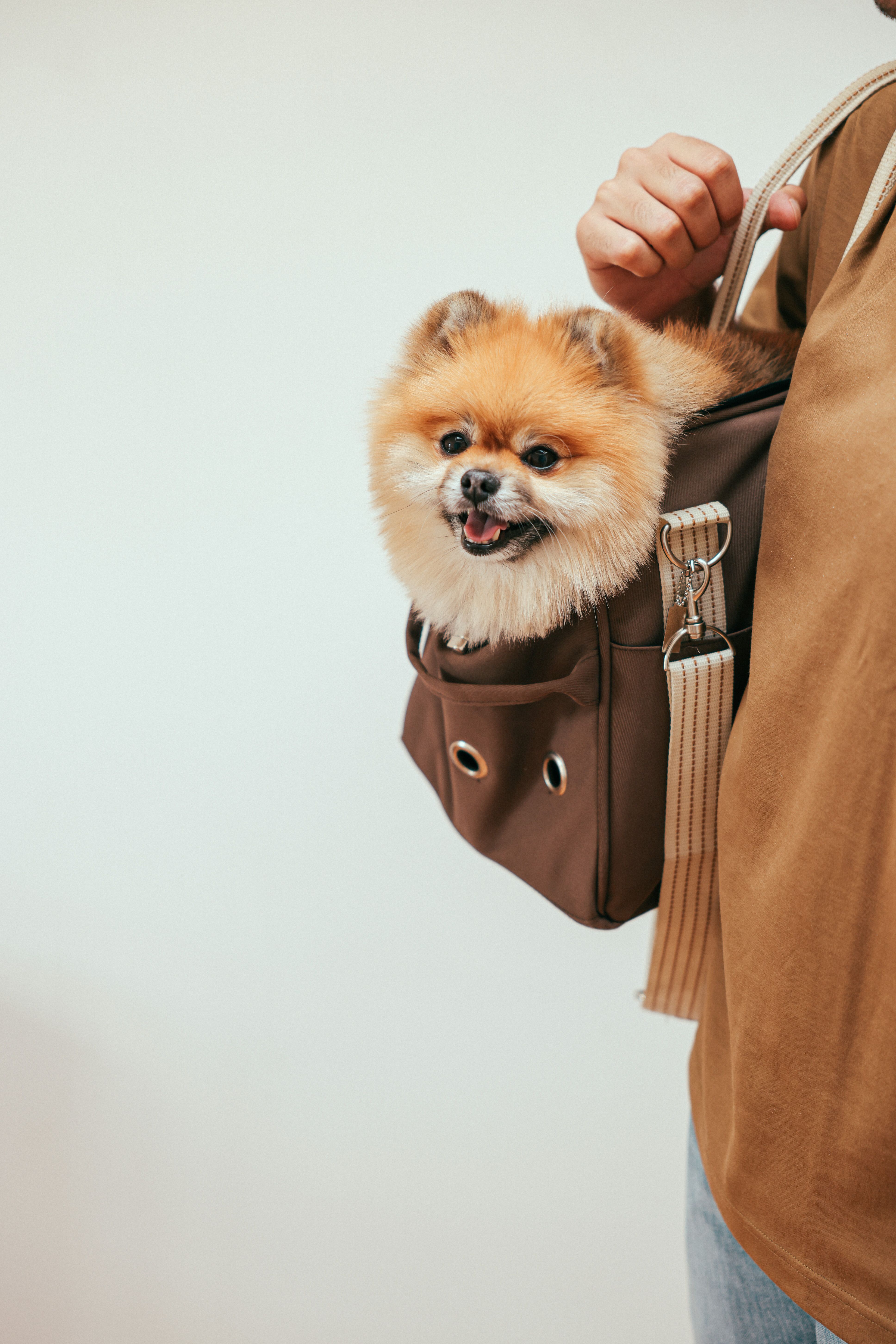 Viajar con tu mascota en 2026: pasaporte y requisitos dentro y fuera de la UE